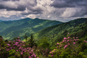 Картинка природа горы горная цветы лес долина