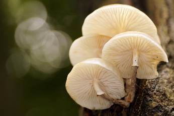 Картинка природа грибы макро боке