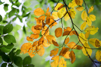 Картинка природа листья ветка осень