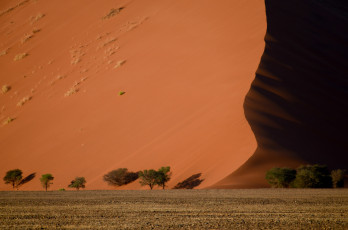 Картинка природа пустыни деревья пустыня