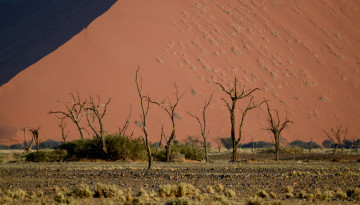 Картинка природа пустыни пустыня деревья