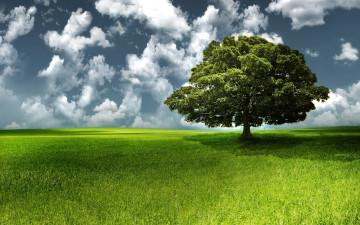 Картинка природа деревья поле дерево небо