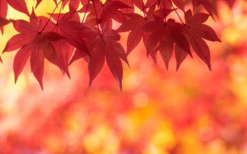 Картинка природа листья осень клен багряный