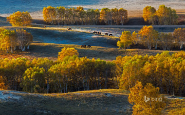 Картинка природа пейзажи китай плато башан холмы деревья березы осень лошади