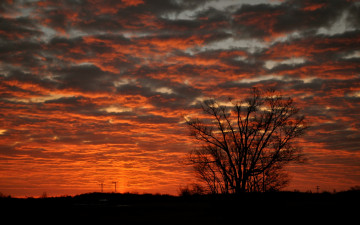 Картинка природа восходы закаты облака небо дерево трава зарево силуэт
