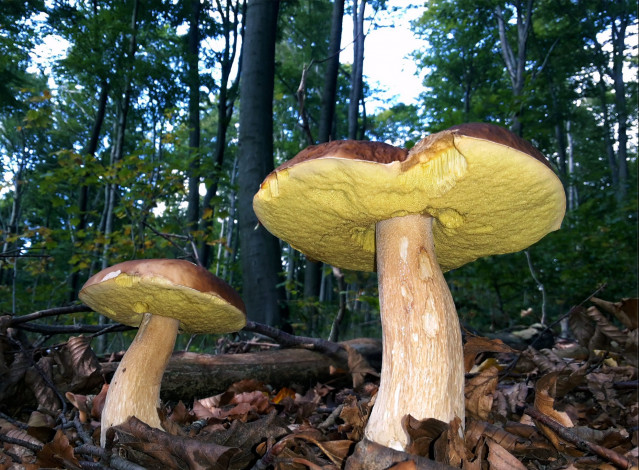 Обои картинки фото природа, грибы, лес, боровики