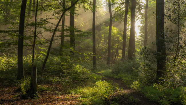 Обои картинки фото природа, лес, утро