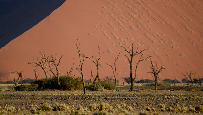 Обои картинки фото природа, пустыни, пустыня, деревья