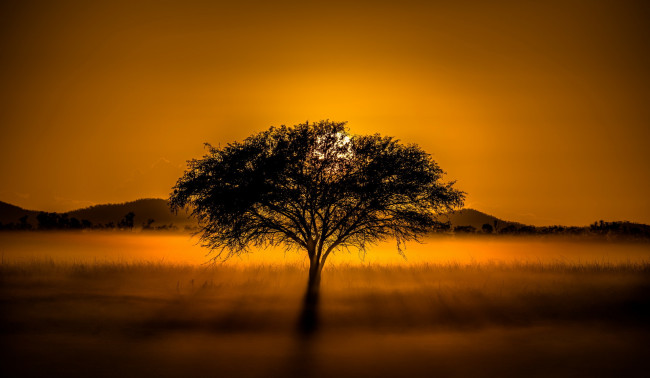 Обои картинки фото природа, восходы, закаты, закат, дерево, туман