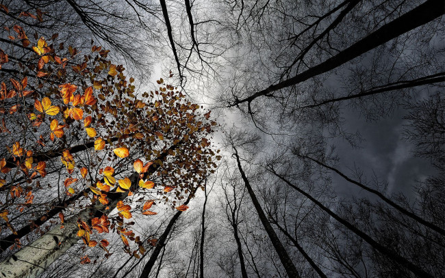 Обои картинки фото природа, деревья, небо, тучи, листья, осень