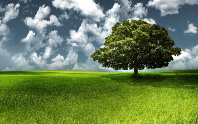 Обои картинки фото природа, деревья, поле, дерево, небо