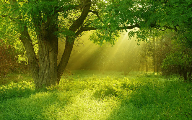 Обои картинки фото природа, лес, дерево, свет, лето, трава