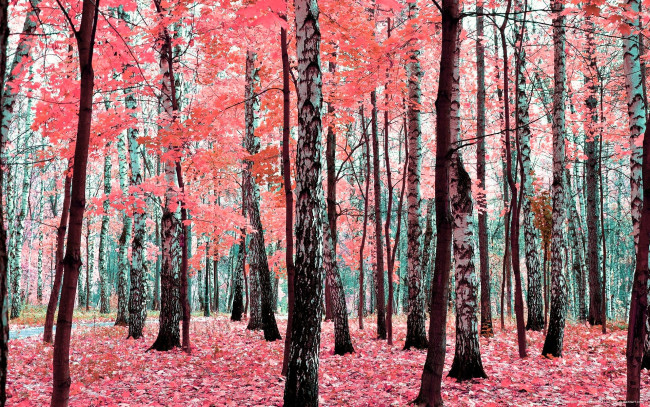 Обои картинки фото природа, лес, осень, деревья, листья, листва