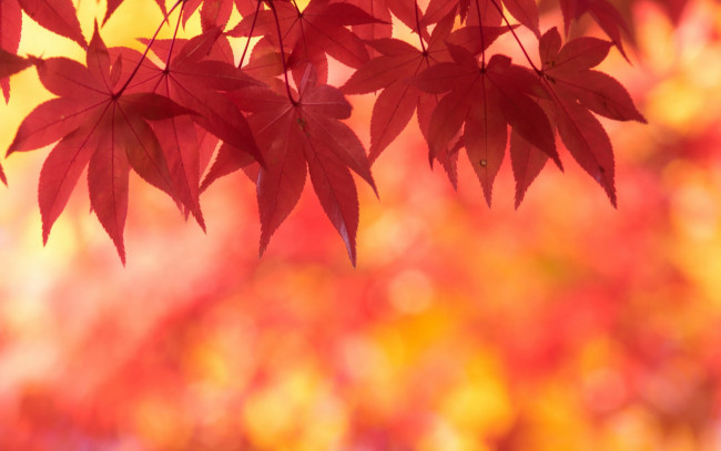 Обои картинки фото природа, листья, осень, клен, багряный