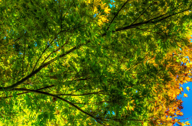 Обои картинки фото природа, листья, ярко, цвет, осень, дерево