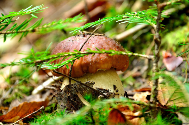 Обои картинки фото природа, грибы, боровичок