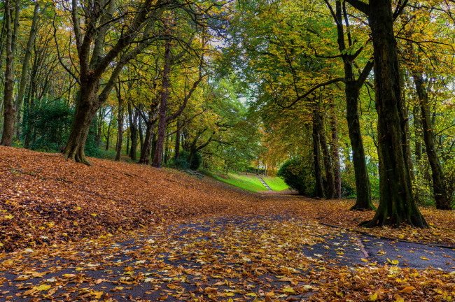 Обои картинки фото природа, дороги, осень, деревья, шоссе, листва