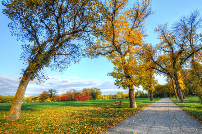 Обои картинки фото природа, парк, дорога, скамья, деревья, трава, листья, осень