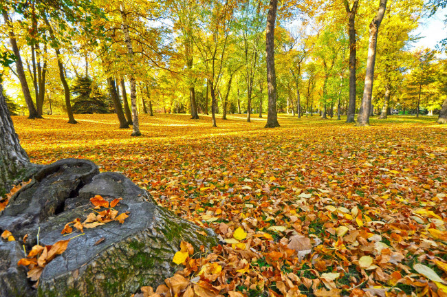 Обои картинки фото природа, парк, осень, деревья, трава, листья, лес