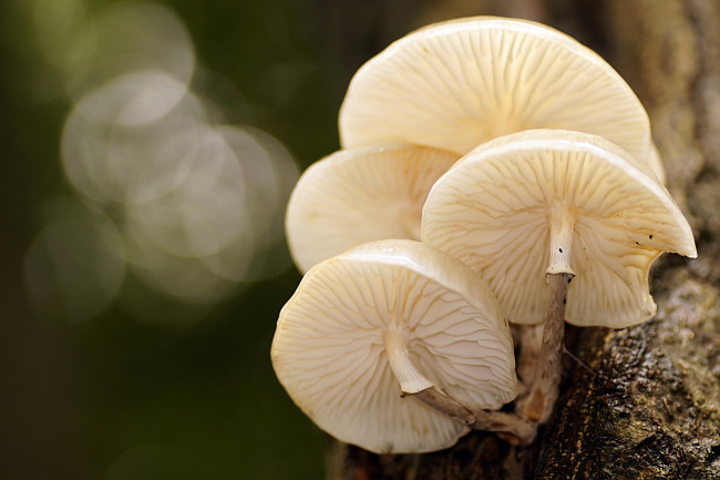 Обои картинки фото природа, грибы, макро, боке