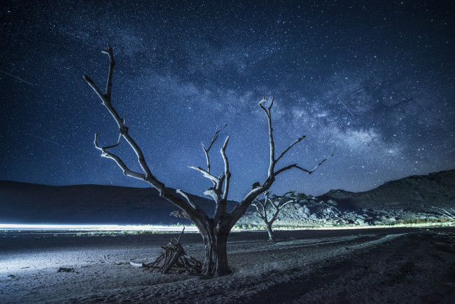 Обои картинки фото природа, деревья, космос, дерево, ночь, млечный, путь, звезды
