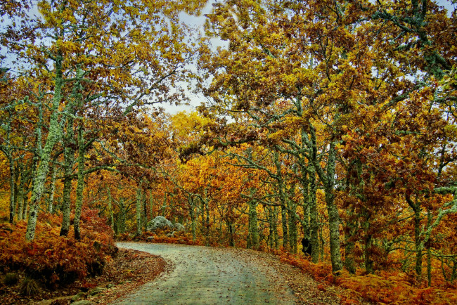Обои картинки фото природа, дороги, листва, шоссе, лес, осень