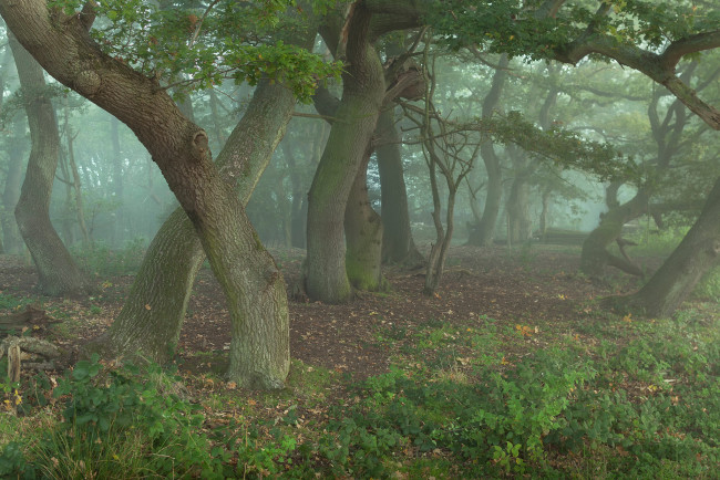 Обои картинки фото природа, лес, дубы, туман