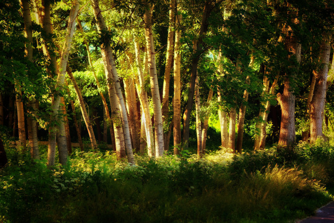Обои картинки фото природа, лес, свет, осины