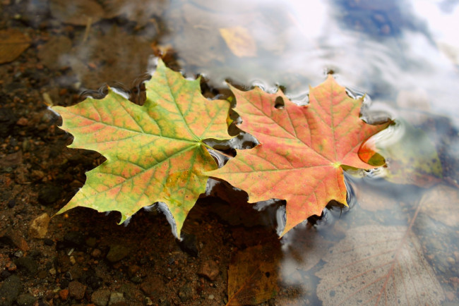 Обои картинки фото природа, листья, клен, упал, осень, water, macro, autumn, макро, вода, maple, fallen, leaves