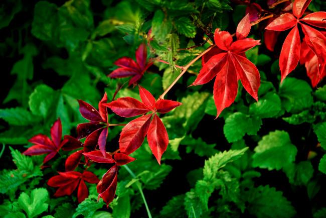 Обои картинки фото природа, листья, красные, зелёные