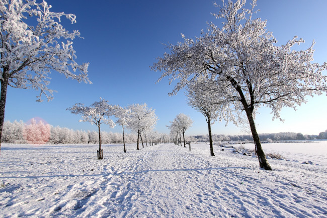 Обои картинки фото природа, зима, снег, деревья, поле