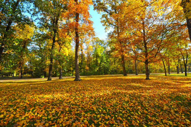 Обои картинки фото природа, парк, деревья, листья, осень
