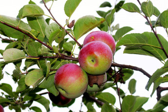 Картинка природа плоды ветка яблоки яблоня