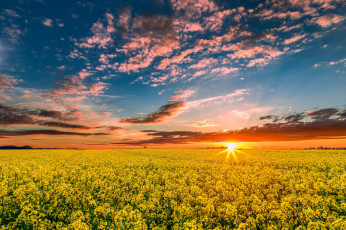 Картинка природа восходы закаты солнце поле закат желтое небо облака рапс лучи
