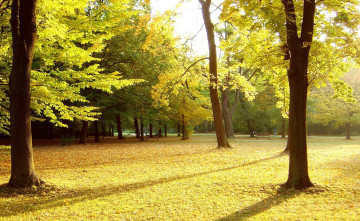 Картинка природа парк листопад деревья осень