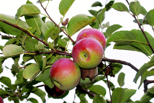 Обои картинки фото природа, плоды, ветка, яблоки, яблоня