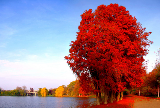 Обои картинки фото природа, реки, озера, деревья, озеро, осень, дорога, пруд