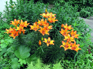 Картинка цветы лилии +лилейники оранжевый куст