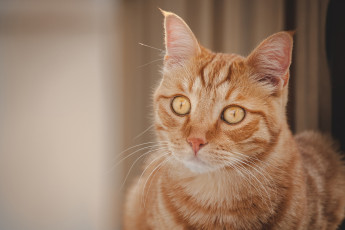 Картинка животные коты кошка взгляд мордочка рыжая портрет