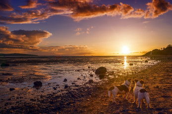Картинка животные собаки друзья берег закат