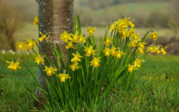 Картинка цветы нарциссы трава весна желтые