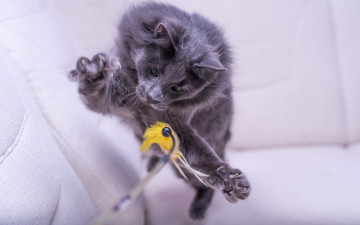 Картинка животные коты игрушка игра прыжок кот