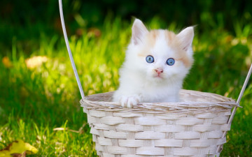 Картинка животные коты корзинка