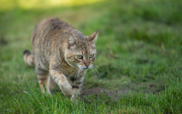 Картинка животные коты кошка взгляд лужайка