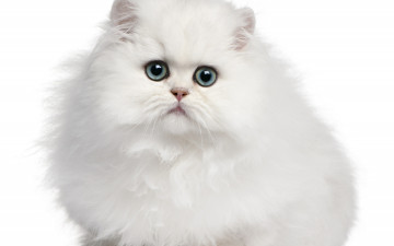 Картинка животные коты кот белый фон кошка котёнок