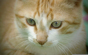 Картинка животные коты морда