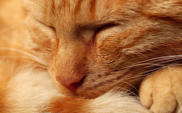 Картинка животные коты сон рыжий макро отдых кошка кот