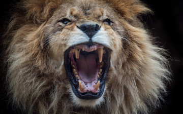 Картинка животные львы оскал морда