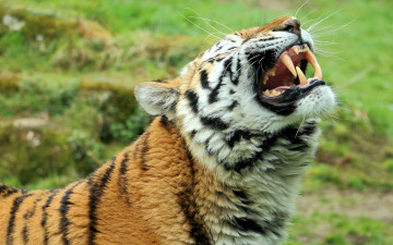Картинка животные тигры профиль оскал