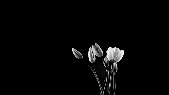 Обои картинки фото цветы, тюльпаны, бутоны, черный, фон